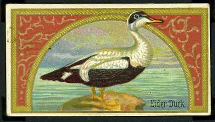19 Eider Duck